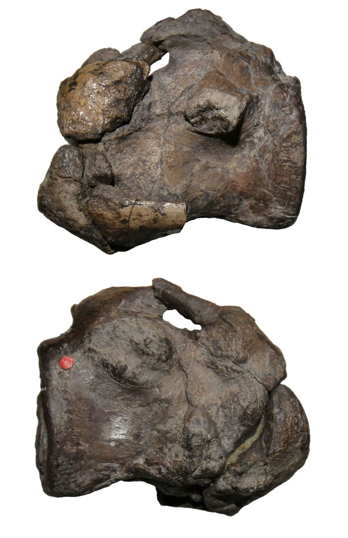 Atlas-Axis des Metriorhynchiden Enaliosuchus macrospondylus