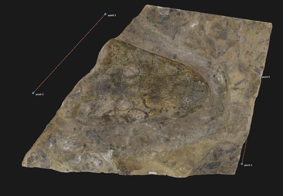Photogrammetrisches Modell eines Cyclotosaurus buechneri