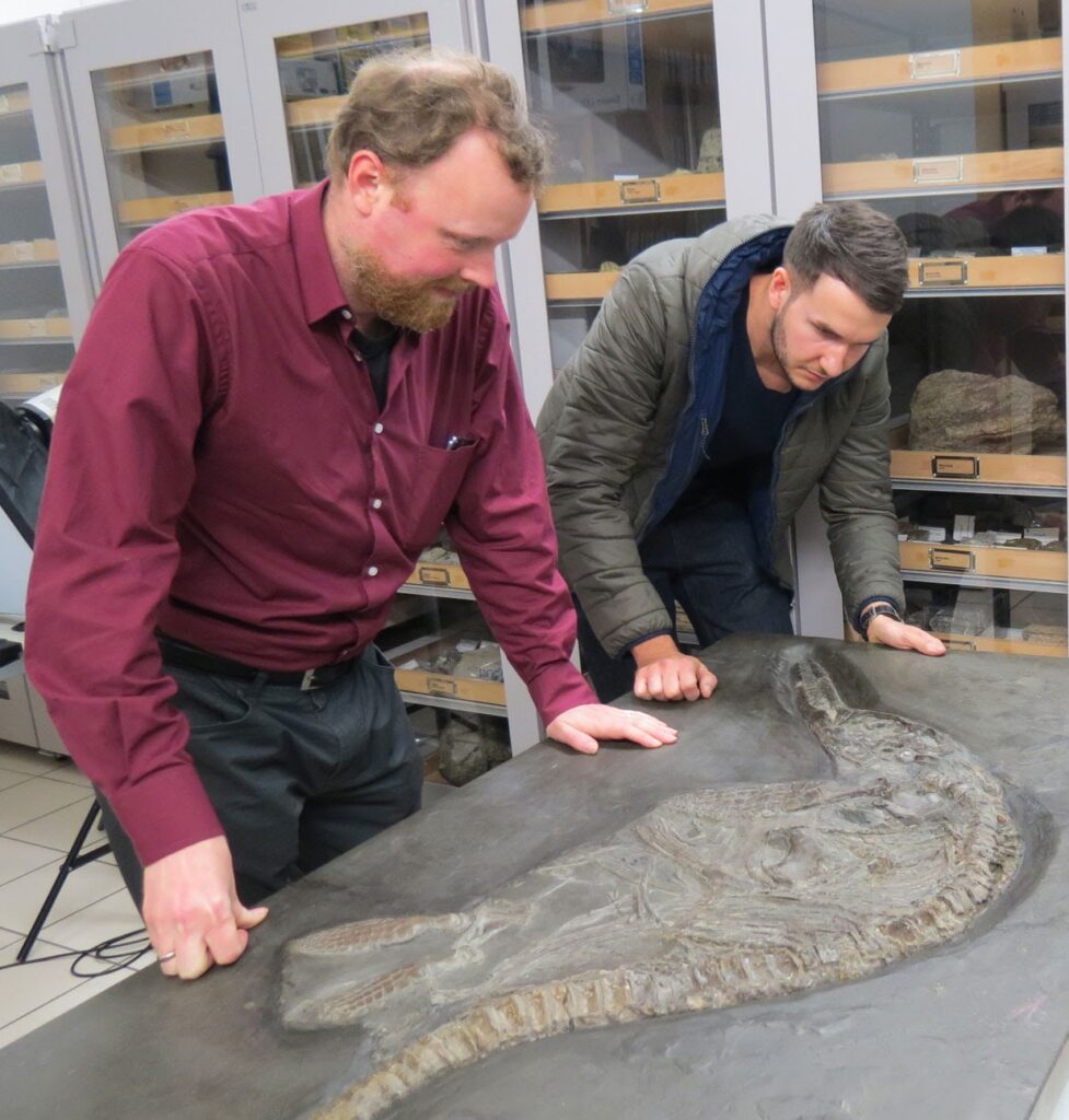 Dean Lomax und Sven Sachs untersuchen einen zusammengesetzten Ichthyosaurier im Naturkundemuseum Reutlingen