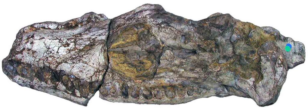 Eromangasaurus australis Sachs Vertebrate Palaeontology Research
