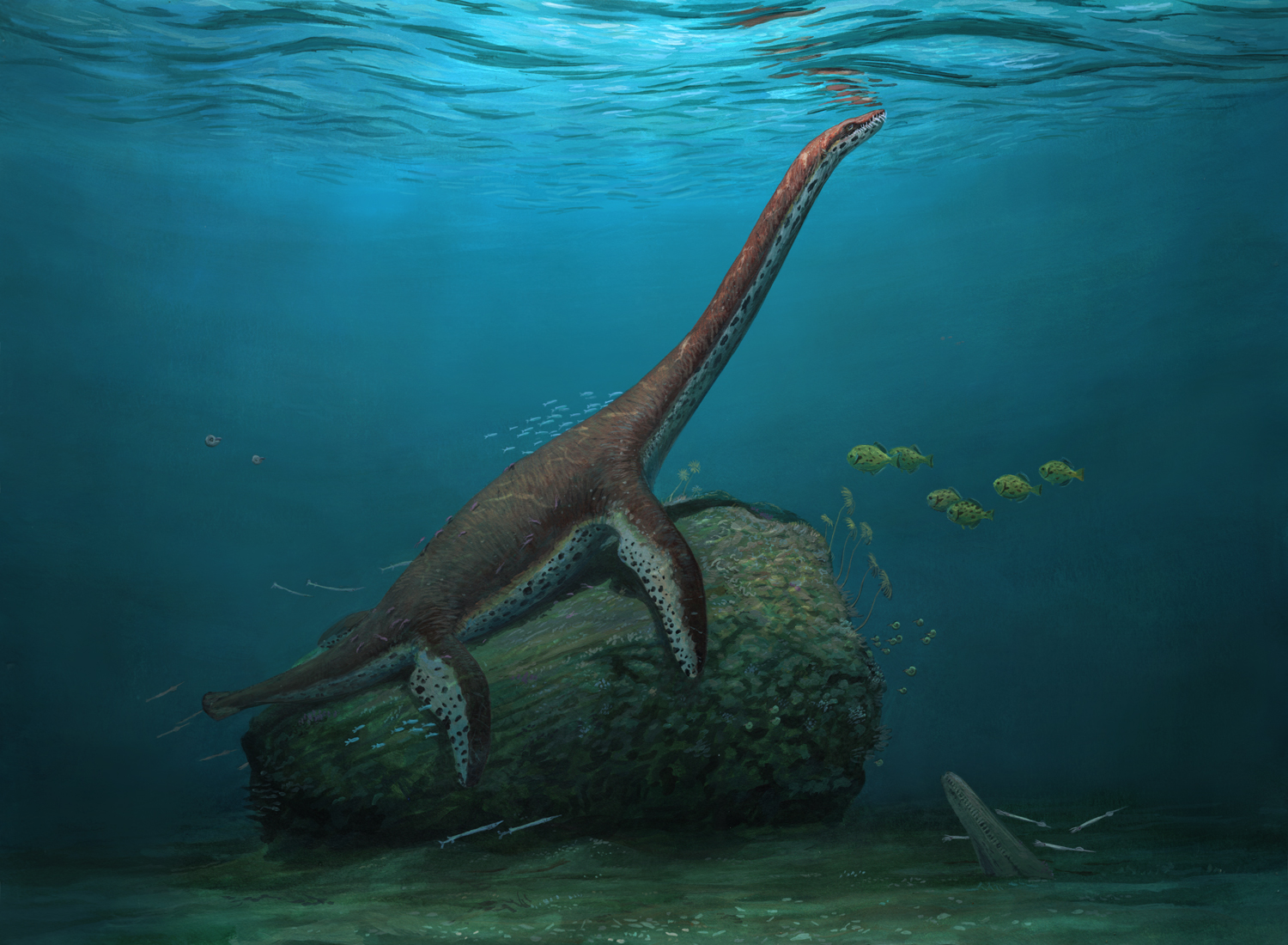 Lebendrekonstruktion von Franconiasaurus brevispinus. Von Joschua Knüppe, Ibbenbürren