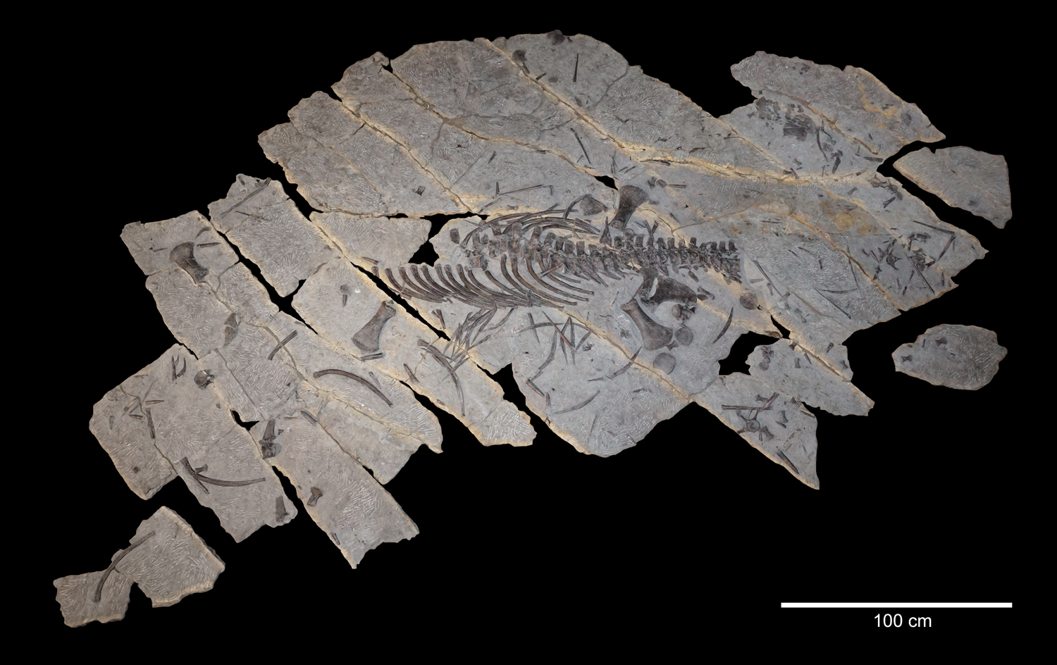 Main slab of the holotype of Franconiasaurus brevispinus (BT 011224.00). Collection of the Urweltmuseum Oberfranken in Bayreuth