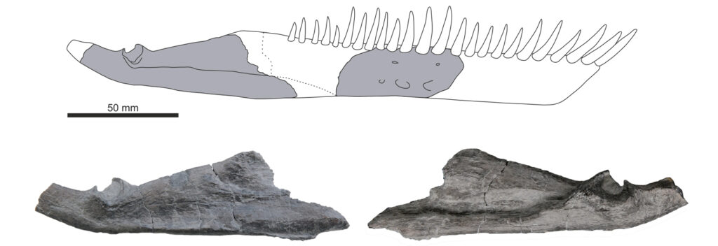 Rekonstruktion des Unterkiefers von Franconiasaurus brevispinus (oben). Hinterer Unterkiefer in Lateralansicht (unten links) und Medialansicht (unten rechts)