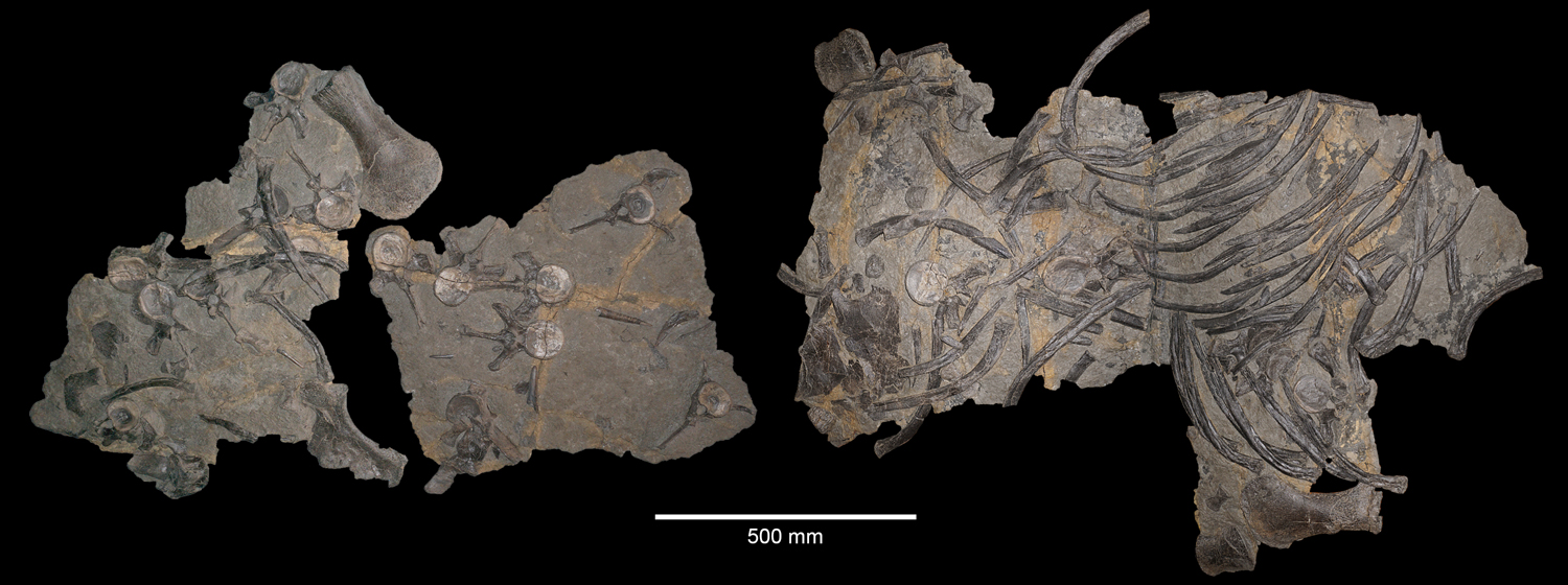 Zweiter Fund von Franconiasaurus brevispinus (BT 011241.00). Sammlung des Urweltmuseum Oberfranken in Bayreuth