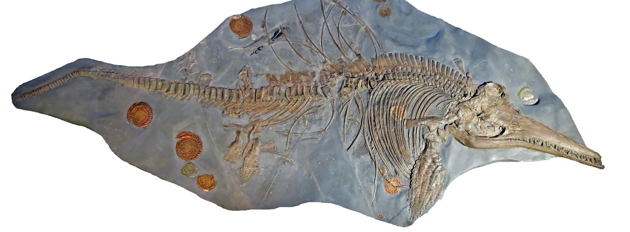 Größtes Skelett von Ichthyosaurus im Niedersächsischen Landesmuseum in Hannover