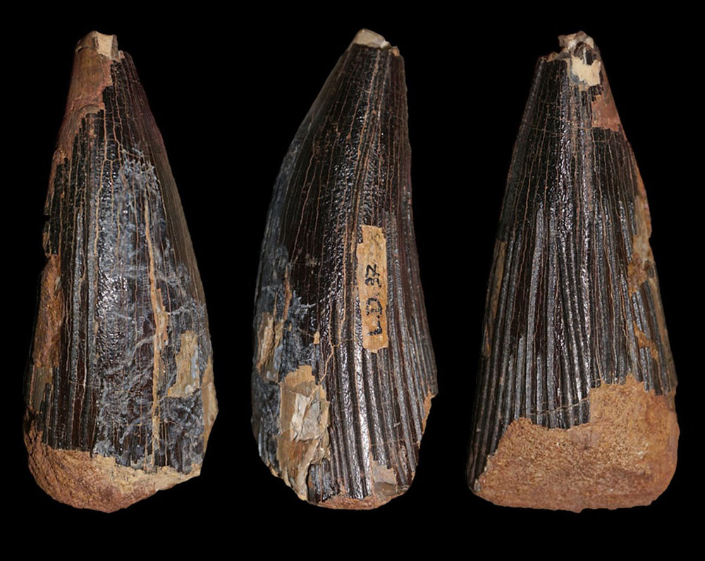 Holotypus Zahn des Pliosaurier Ischyrodon meriani