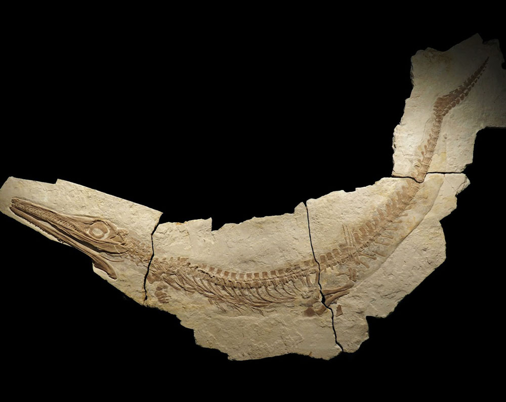 Holotypus von Cricosaurus albersdoerferi im Bürgermeister-Müller-Museum in Solnhofen