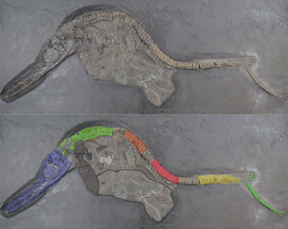 Ichthyosaurier Exemplar zusammengesetzt aus Teilen von verschiedenen Taxa im Naturkundemuseum Reutlingen