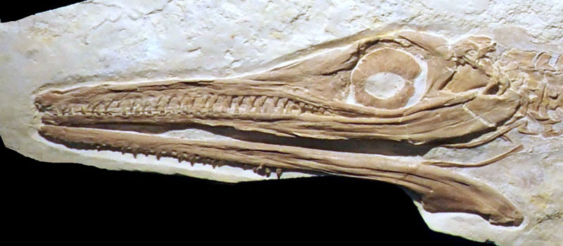 Image for New Species - Sachs Vertebrate Palaeontology Research