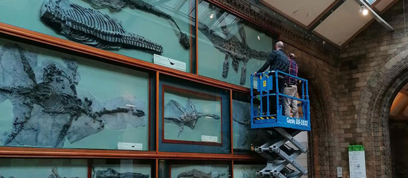 Natural History Museum London - Marine reptiles