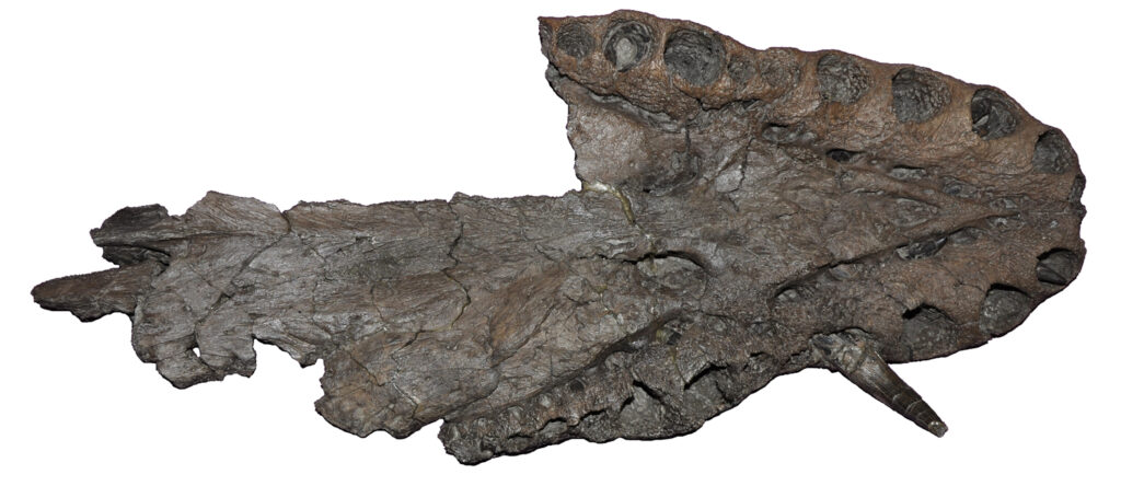 Lagenanectes richterae Schädel in Ventralansicht