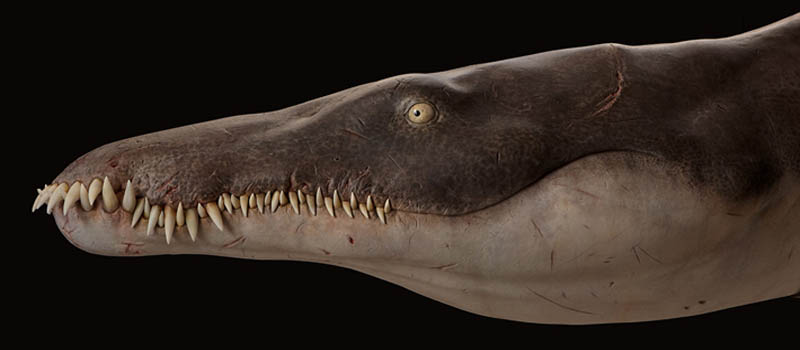 Lorrainosaurus-Medienberichte-Sachs-Vertebrate-Palaeontology-Research