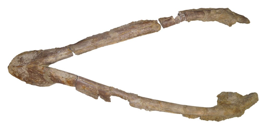 Lorrainosaurus Unterkiefer
