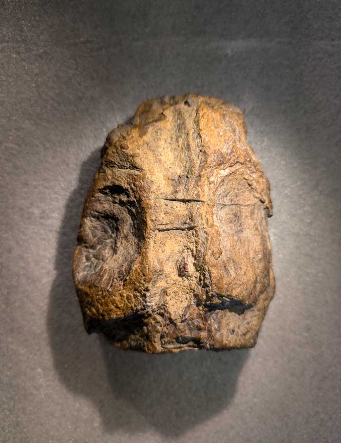 Lusonectes sauvagei holotype skull in dorsal view, showing the holotype specimen of this plesiosaur curated in the Museu Geológico Lisboa in Lisbon, Portugal, and found in the Lower Jurassic, Toarcian, São Gião Formation of Alhadas in Portugal in shading light and on a greyish background.
