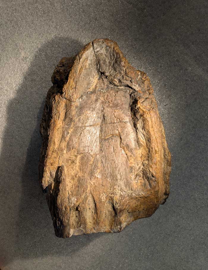Skull of Lusonectes sauvagei (MG 33) in ventral view