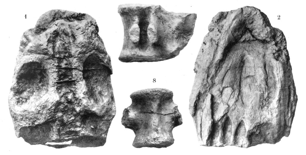 Lusonectes sauvagei plesiosaur skull as figured in the monograph of Henri Émile Sauvage published in 1897–1898 entitled Vertébrés fossiles du Portugal. Contribution à l’étude des poissons et des reptiles du Jurassique et du Crétacique. Memórias Commissão do Serviço Geológico de Portugal 1897–1898, pages 1–46. Next to the Lusonectes skull that is shown from the dorsal and palatal side there is a vertebra of a fossil crocodile shown in the historical image. All specimens are shown in black and white and on a white background.
