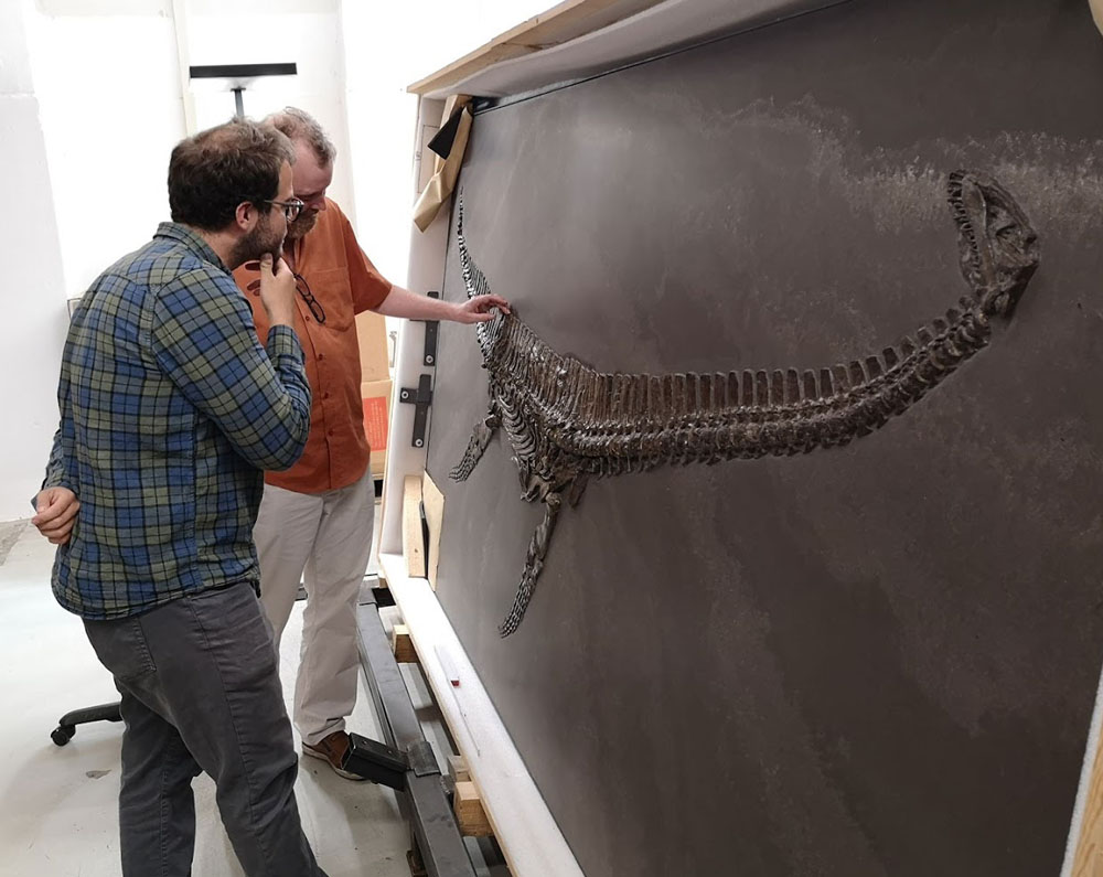 Miguel Marx und Sven Sachs untersuchen einen Plesiosaurier im Depot des Naturkundemuseums Berlin.