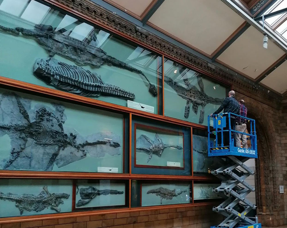 Plesiosaurier-Exponate in der Galerie für Meeresreptilien im Naturhistorischen Museum London