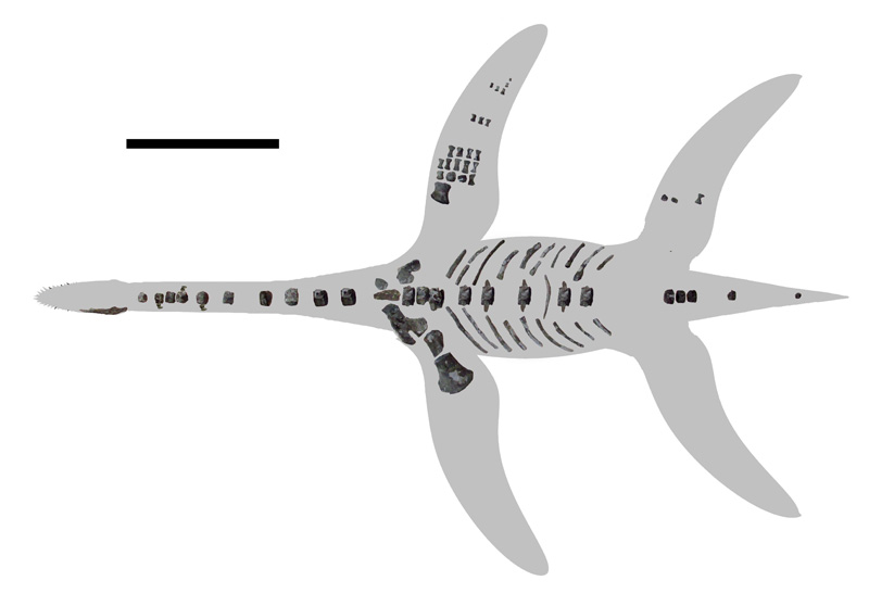 Erhaltene Elemente von Arminisaurus schuberti