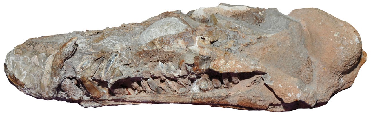 Schädel des Elasmosauriers Libonectes morgani. Sammlung des Staatlichen Museums für Naturkunde Stuttgart