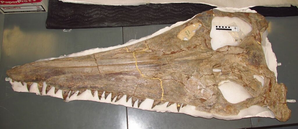 Schädel eines Megacephalosaurus eulerti im Sternberg Museum in Hays (USA)