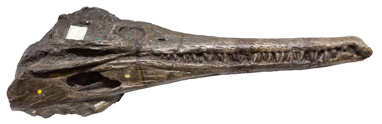 Schädel von Mystriosaurus laurillardi in Seitenansicht. Sammlung des Naturhistorischen Museums London