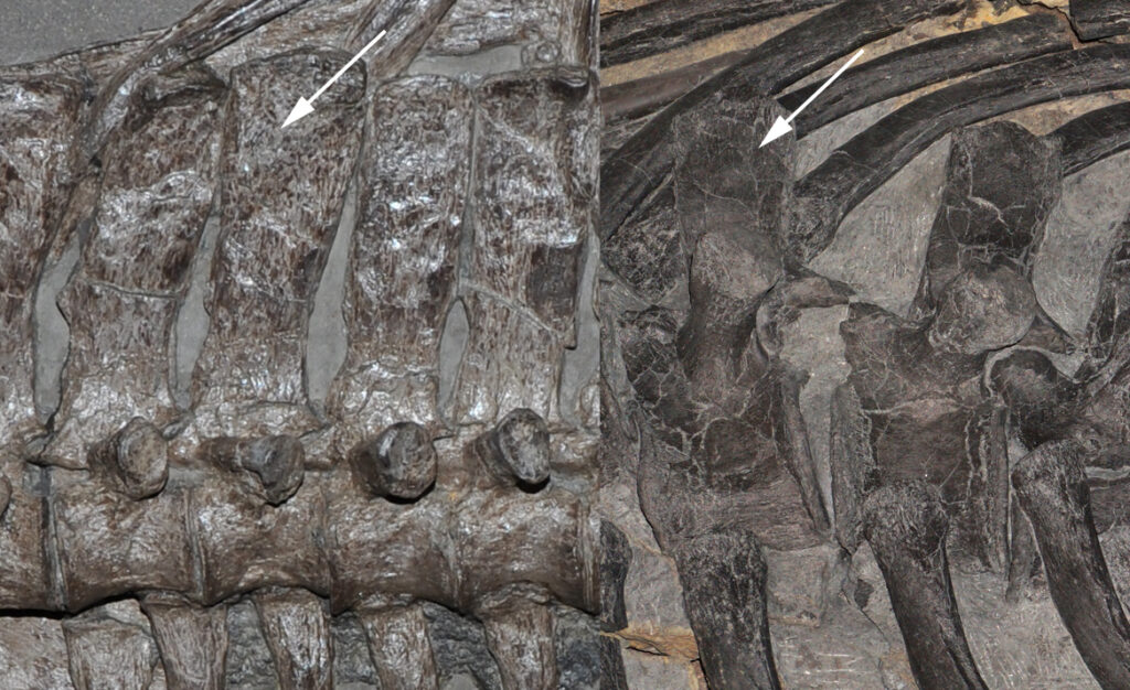 Vergleich der Dornfortsätze (Pfeil) des Microcleididen Seeleyosaurus (links) und Franconiasaurus (rechts)