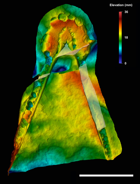 Pliosauromorph plesiosaur mandible photogrammetric image