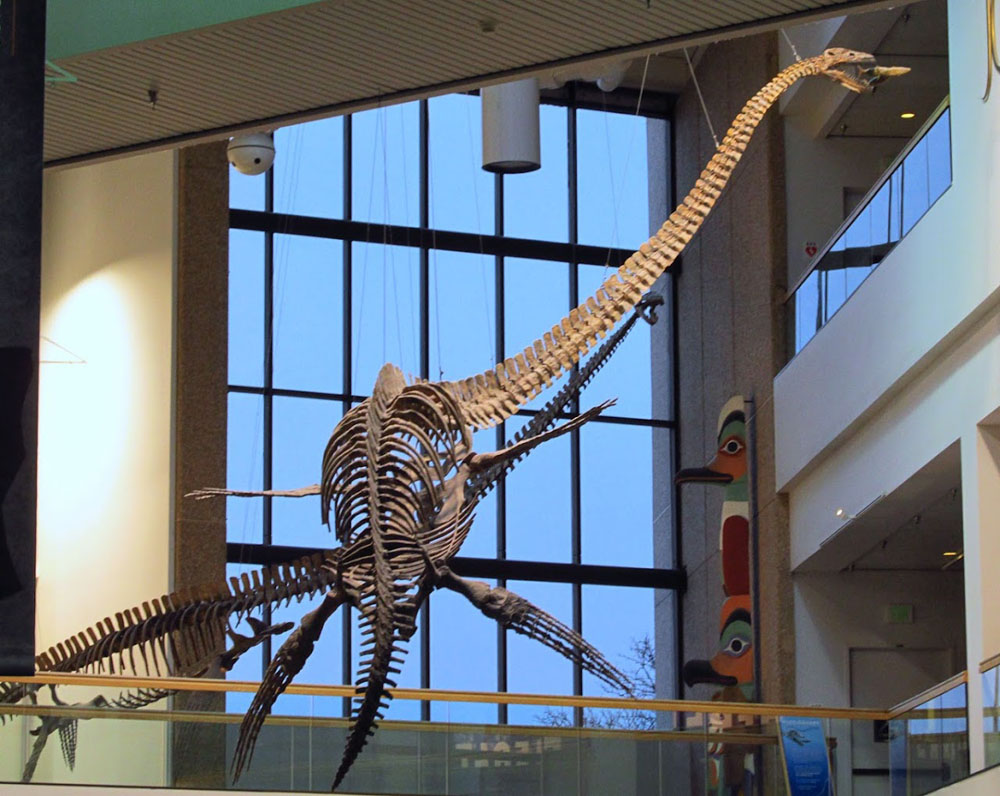 Skelett von Thalassomedon haningtoni im Denver Museum of Nature and Science