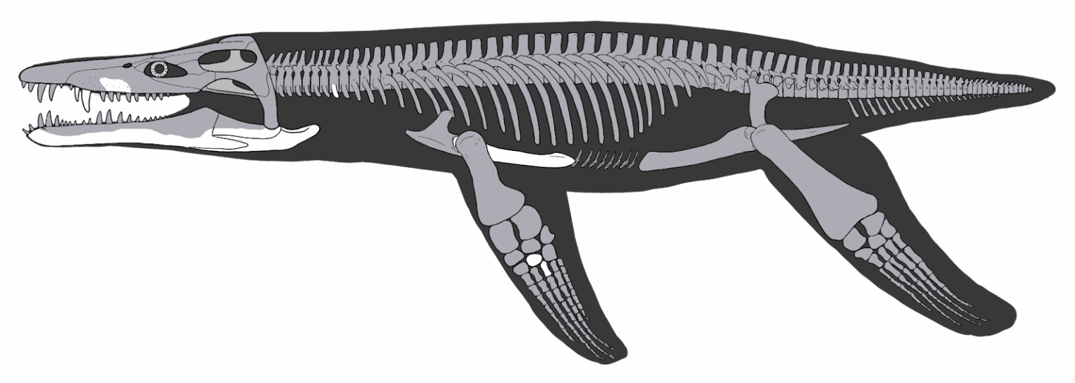 Skelettrekonstruktion von Lorrainosaurus.Künstler Joschua Knüppe_n