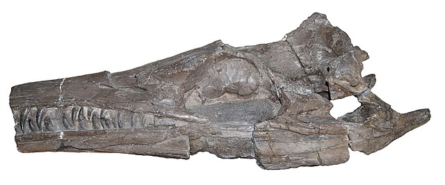 Skull_of_Enalioetes_schroederi