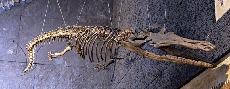 Thalattosuchus Skelett in Tübingen