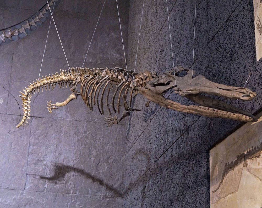 Thalattosuchus superciliosus Skelett in der Universität Tübingen