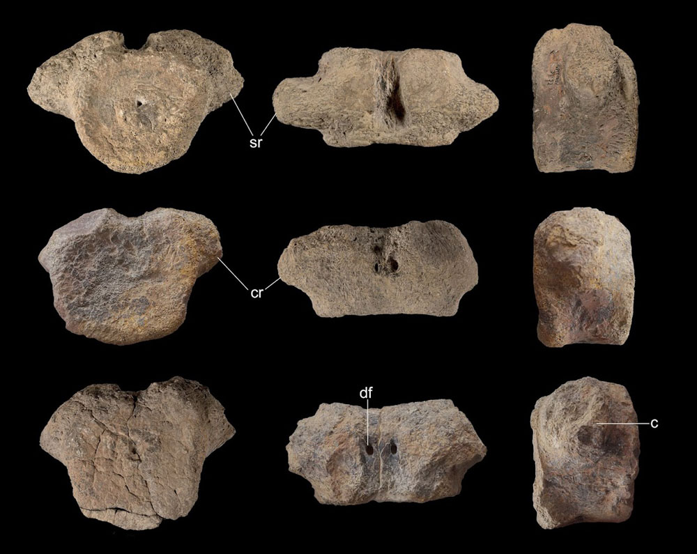 Trematospondylus macrocephalus Holotypus Wirbel