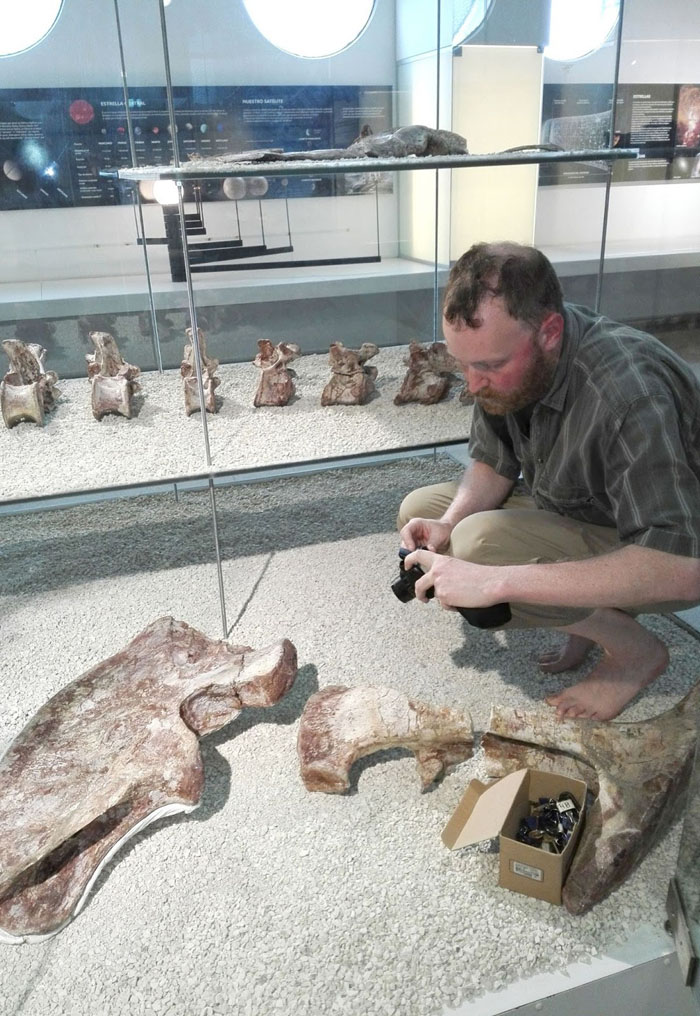 Untersuchung des Dinosauriers Aerosteon riocoloradenis im Museo de Ciencias Naturales y Antropológicas „Juan C. Moyano” in Mendoza (Argentinien)
