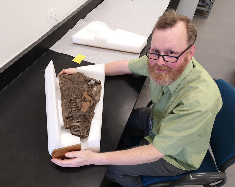 Untersuchung von Styxosaurus browni im American Museum of Natural History in New York