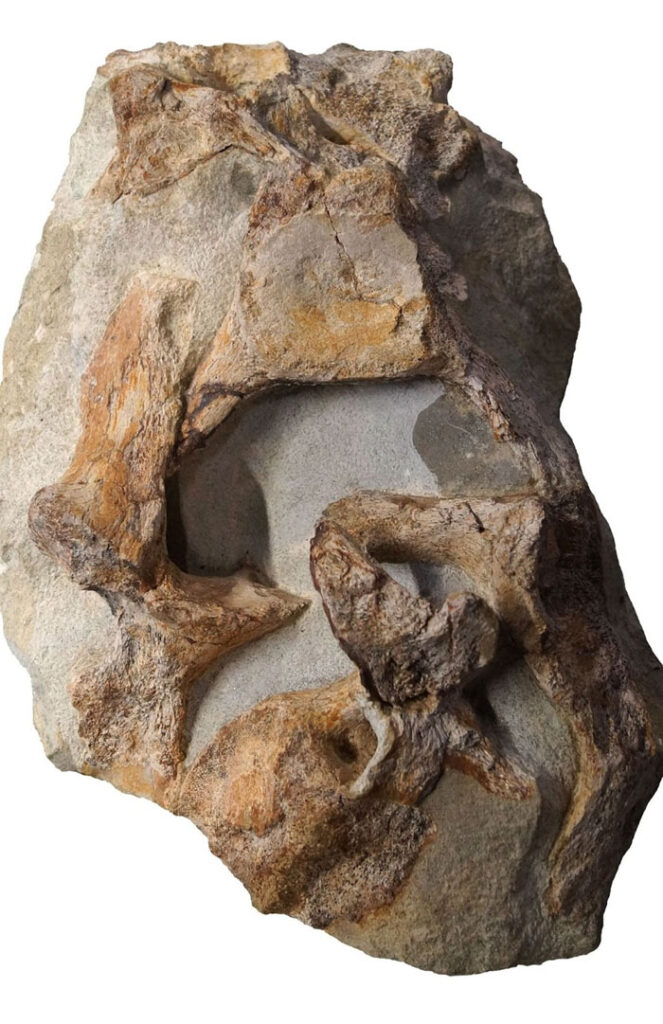 Wirbel eines ungewöhnlichen Plesiosauriers aus der Oberkreide von Unna