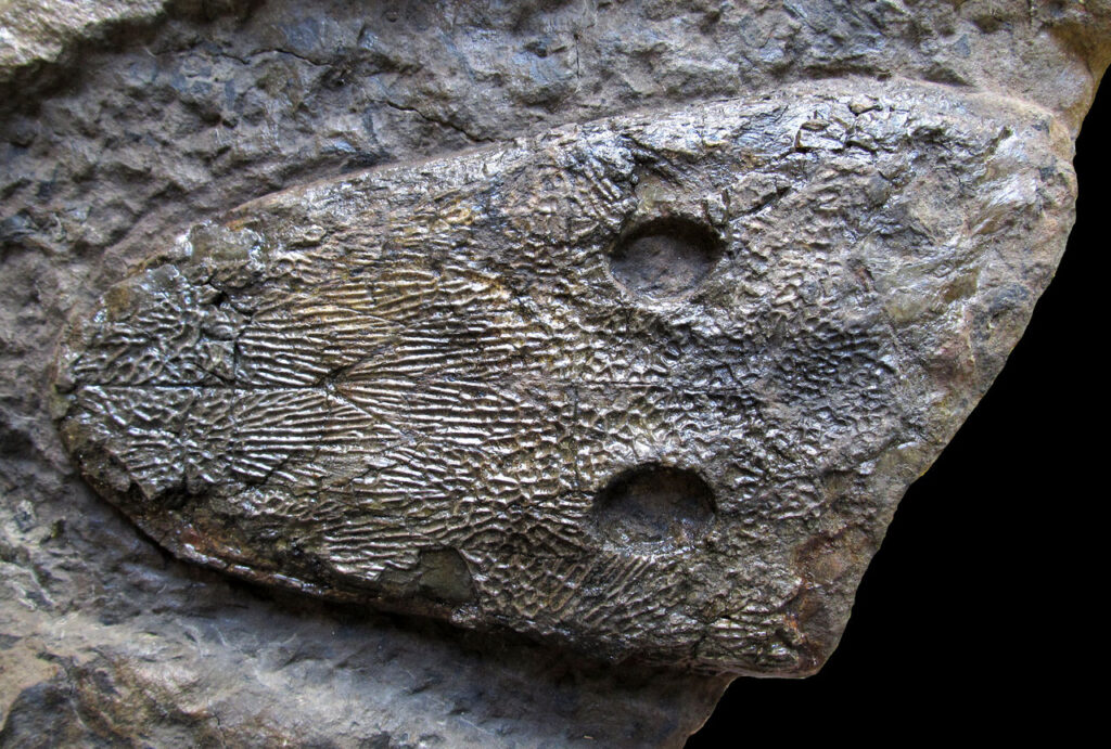 Cyclotosaurus buechneri Schädel