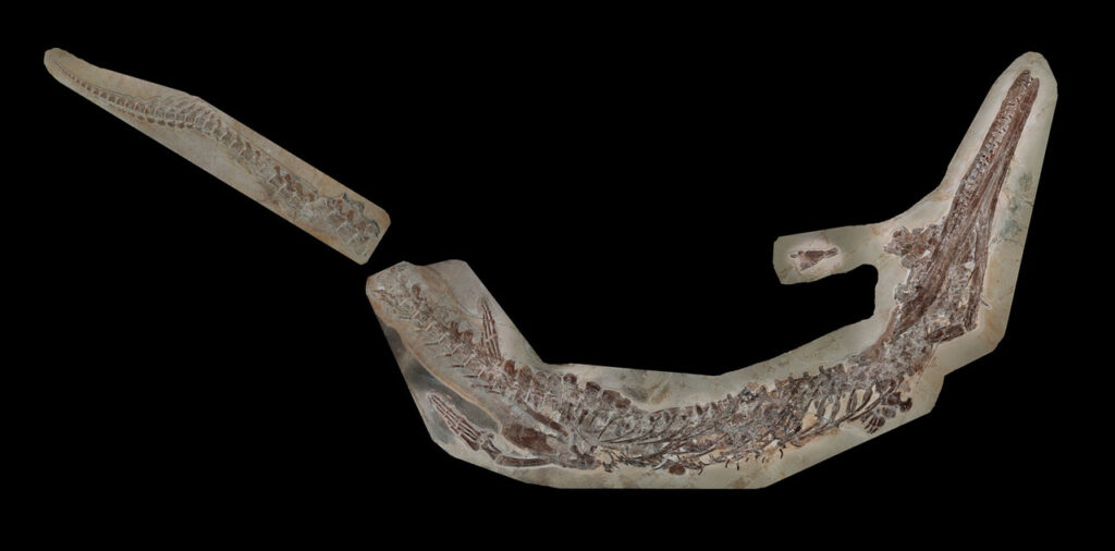 Cricosaurus bambergensis Skelett